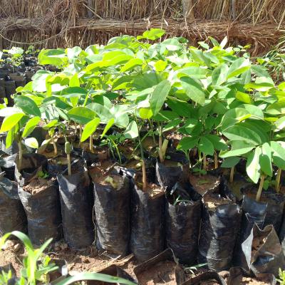 Tree Nursery